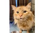 Adopt Samson a Domestic Longhair / Mixed (long coat) cat in Windsor