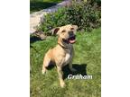 Adopt Graham Yrly 163 a Black Mouth Cur / Mixed dog in Sidney, OH (41541303)