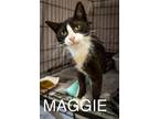 Adopt Maggie (FCID# 05/15/2024 - 82 Trainer) a Black & White or Tuxedo Domestic