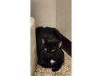 Adopt Beans a Domestic Shorthair / Mixed (short coat) cat in Fremont