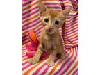 Adopt Tigger a Domestic Shorthair / Mixed (short coat) cat in Rockport