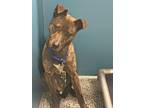 Adopt Gutata a Mixed Breed (Medium) / Mixed dog in WILSON, NC (41541334)