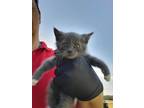 Adopt Ram a Domestic Shorthair / Mixed (short coat) cat in WILSON, NC (41541333)