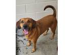 Adopt Bandit a Hound (Unknown Type) / Mixed dog in Greeneville, TN (41531862)