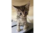 Adopt Bennett a Domestic Shorthair / Mixed (short coat) cat in Greeneville