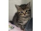 Adopt Fern a Domestic Shorthair / Mixed (short coat) cat in Greeneville