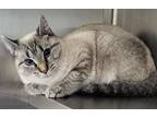 Adopt Savannah a Oriental / Mixed (short coat) cat in Greeneville, TN (41505649)
