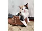 Adopt Pebbles D a Domestic Shorthair / Mixed (short coat) cat in San Jacinto