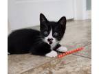 Adopt Blackie a Domestic Shorthair / Mixed (short coat) cat in San Jacinto
