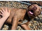 Adopt Gucci Mane a Labrador Retriever / Mixed Breed (Medium) / Mixed dog in Fall