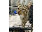 Adopt Lorenzo a Domestic Shorthair / Mixed (short coat) cat in Corpus Christi