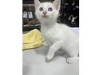 Adopt Damien a Domestic Shorthair / Mixed (short coat) cat in Corpus Christi