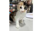Adopt Lucinda a Domestic Shorthair / Mixed (short coat) cat in Corpus Christi