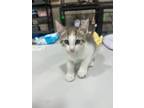 Adopt Amethyst a Domestic Shorthair / Mixed (short coat) cat in Corpus Christi