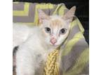 Adopt Blaire a Siamese / Mixed (short coat) cat in Corpus Christi, TX (41505504)