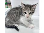 Adopt Kirk a Domestic Shorthair / Mixed (short coat) cat in Corpus Christi