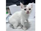 Adopt Uhura a Domestic Shorthair / Mixed (short coat) cat in Corpus Christi