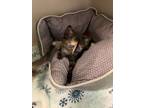 Adopt Spritz a Domestic Shorthair / Mixed (short coat) cat in Morgantown