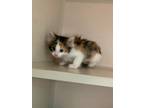 Adopt Gingersnap a Domestic Shorthair / Mixed (short coat) cat in Morgantown