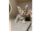 Adopt Meringue a Domestic Shorthair / Mixed (short coat) cat in Morgantown