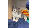 Adopt Stormy a Domestic Shorthair / Mixed (short coat) cat in Morgantown