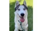 Adopt Geri a Husky / Mixed dog in Chico, CA (41541313)