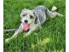 Adopt Punky a Australian Shepherd / Poodle (Standard) / Mixed dog in Warren