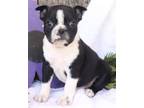 Adopt EVIE a Black - with White Boston Terrier / Mixed dog in Greenville