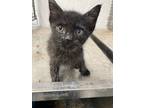 Adopt Messy Bessy a Domestic Shorthair / Mixed (short coat) cat in Brownwood