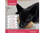 Adopt Laon(D) a Black Schipperke / Jindo / Mixed dog in Torrance, CA (41503447)