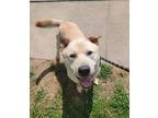 Adopt Barry a Labrador Retriever / Chow Chow / Mixed dog in Little Rock