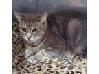 Adopt Ripley a Domestic Shorthair / Mixed (short coat) cat in Glenfield
