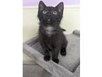 Adopt Avery a Domestic Shorthair / Mixed (short coat) cat in Glenfield