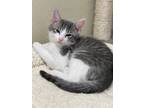 Adopt Kepner a Domestic Shorthair / Mixed (short coat) cat in Glenfield