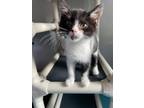 Adopt Karev a Domestic Shorthair / Mixed (short coat) cat in Glenfield