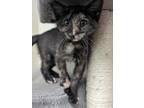 Adopt Torres a Domestic Shorthair / Mixed (short coat) cat in Glenfield