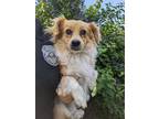 Adopt GRIFFEY a Papillon / Terrier (Unknown Type, Small) / Mixed dog in Lindsay