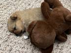 Adopt Milky a Brown/Chocolate Pomeranian / Mixed dog in Corona, CA (41541230)