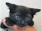 Adopt a All Black Domestic Shorthair cat in Wildomar, CA (41539468)