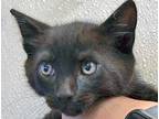 Adopt a All Black Domestic Shorthair cat in Wildomar, CA (41539467)