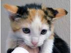 Adopt a Calico or Dilute Calico Domestic Shorthair cat in Wildomar