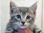 Adopt a Gray or Blue Domestic Shorthair cat in Wildomar, CA (41539463)