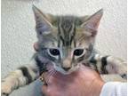 Adopt a Gray or Blue Domestic Shorthair cat in Wildomar, CA (41539462)