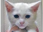 Adopt a White Domestic Shorthair cat in Wildomar, CA (41541182)