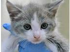 Adopt a Gray or Blue Domestic Shorthair cat in Wildomar, CA (41541181)