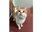 Adopt Sir Maple a Domestic Shorthair / Mixed cat in Penticton, BC (41492336)