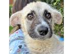 Adopt Raindrop a Anatolian Shepherd / Mixed dog in Walnut Creek, CA (41505161)
