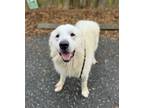 Adopt Ranier a White Great Pyrenees / Mixed dog in Lynnwood, WA (41541172)