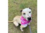 Adopt Skye a Tan/Yellow/Fawn - with White Shar Pei / Pit Bull Terrier / Mixed