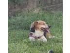 Adopt Lucy a Tricolor (Tan/Brown & Black & White) Beagle / Terrier (Unknown